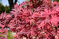 Shirazz Japanese Maple (Acer palmatum 'Gwen's Rose Delight') at Glasshouse Nursery