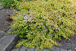 Dream Catcher Beautybush (Kolkwitzia amabilis 'Maradco') at Glasshouse Nursery