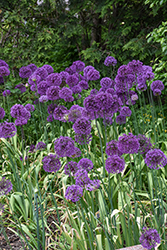 Purple Sensation Ornamental Onion (Allium 'Purple Sensation') at Glasshouse Nursery