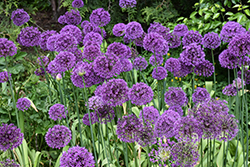 Purple Sensation Ornamental Onion (Allium 'Purple Sensation') at Glasshouse Nursery