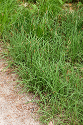 Blue Sedge (Carex flacca) at Glasshouse Nursery