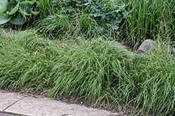Blue Sedge (Carex flacca) at Glasshouse Nursery