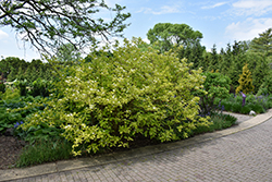Golden Dogwood (Cornus alba 'Aurea') at Glasshouse Nursery