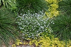 Forget-Me-Not (Myosotis sylvatica) at Glasshouse Nursery