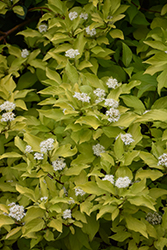 Golden Dogwood (Cornus alba 'Aurea') at Glasshouse Nursery