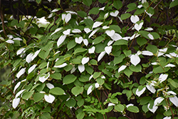 Arctic Beauty Kiwi (Actinidia kolomikta 'Arctic Beauty') at Glasshouse Nursery