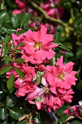 Flower Carpet Pink Supreme Rose (Rosa 'Flower Carpet Pink Supreme') at Glasshouse Nursery