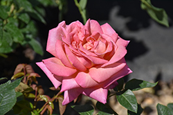 Chicago Peace Rose (Rosa 'Chicago Peace') at Glasshouse Nursery