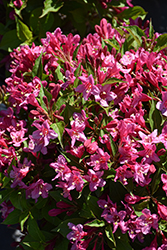 Sonic Bloom Pink Reblooming Weigela (Weigela florida 'Bokrasopin') at Glasshouse Nursery