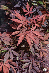 Purple-Leaf Japanese Maple (Acer palmatum 'Atropurpureum') at Glasshouse Nursery