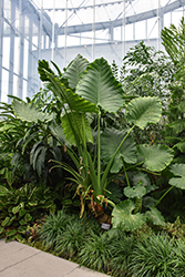 Elephant's Ear (Alocasia macrorrhizos) at Glasshouse Nursery