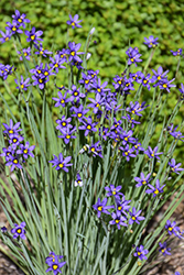 Narrowleaf Blue-Eyed Grass (Sisyrinchium angustifolium) at Glasshouse Nursery