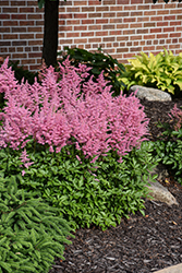 Visions in Pink Chinese Astilbe (Astilbe chinensis 'Visions in Pink') at Glasshouse Nursery