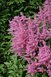 Visions in Pink Chinese Astilbe (Astilbe chinensis 'Visions in Pink') at Glasshouse Nursery