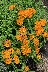 Butterfly Weed (Asclepias tuberosa) at Glasshouse Nursery