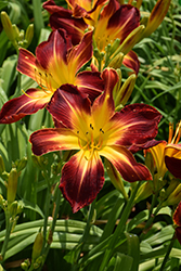 Rainbow Rhythm Ruby Spider Daylily (Hemerocallis 'Ruby Spider') at Glasshouse Nursery