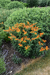 Butterfly Weed (Asclepias tuberosa) at Glasshouse Nursery