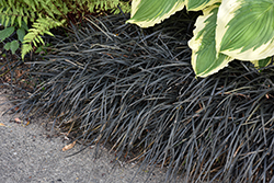 Black Mondo Grass (Ophiopogon planiscapus 'Nigrescens') at Glasshouse Nursery
