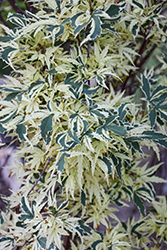 Butterfly Variegated Japanese Maple (Acer palmatum 'Butterfly') at Glasshouse Nursery