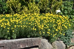 Zagreb Tickseed (Coreopsis verticillata 'Zagreb') at Glasshouse Nursery