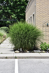 Gracillimus Maiden Grass (Miscanthus sinensis 'Gracillimus') at Glasshouse Nursery