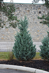 Blue Point Juniper (Juniperus chinensis 'Blue Point') at Glasshouse Nursery