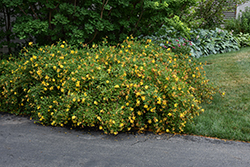 Hidcote St. John's Wort (Hypericum 'Hidcote') at Glasshouse Nursery