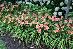 Happy Ever Appster Rosy Returns Daylily (Hemerocallis 'Rosy Returns') at Glasshouse Nursery