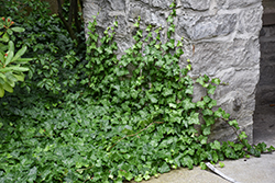 English Ivy (Hedera helix) at Glasshouse Nursery