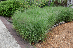 Shenandoah Reed Switch Grass (Panicum virgatum 'Shenandoah') at Glasshouse Nursery