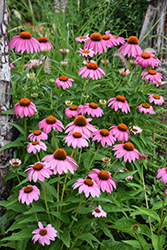 Purple Coneflower (Echinacea purpurea) at Glasshouse Nursery