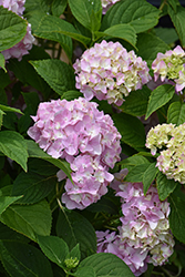 All Summer Beauty Hydrangea (Hydrangea macrophylla 'All Summer Beauty') at Glasshouse Nursery