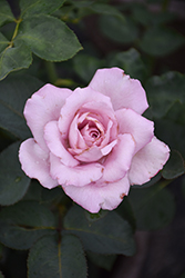 Blue Girl Rose (Rosa 'Blue Girl') at Glasshouse Nursery