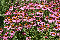 Ruby Star Coneflower (Echinacea purpurea 'Rubinstern') at Glasshouse Nursery