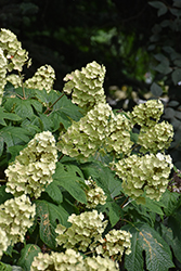 Snow Queen Hydrangea (Hydrangea quercifolia 'Snow Queen') at Glasshouse Nursery