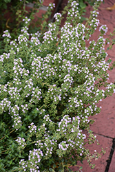 Common Thyme (Thymus vulgaris) at Glasshouse Nursery