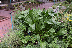 Horseradish (Armoracia rusticana) at Glasshouse Nursery