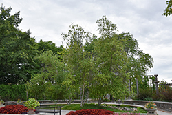 Yellow Birch (Betula allegheniensis) at Glasshouse Nursery