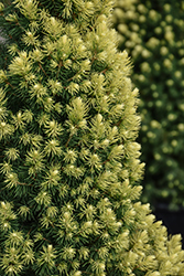 Rainbow's End Spruce (Picea glauca 'Rainbow's End') at Glasshouse Nursery