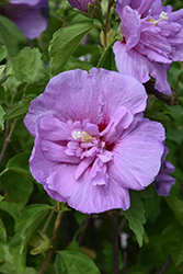 Lavender Chiffon Rose Of Sharon (Hibiscus syriacus 'Notwoodone') at Glasshouse Nursery