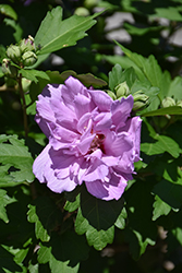 Ardens Rose of Sharon (Hibiscus syriacus 'Ardens') at Glasshouse Nursery