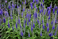 Sunny Border Blue Speedwell (Veronica 'Sunny Border Blue') at Glasshouse Nursery