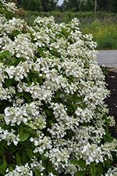 Fire And Ice Hydrangea (Hydrangea paniculata 'Wim's Red') at Glasshouse Nursery