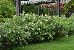 Button Bush (Cephalanthus occidentalis) at Glasshouse Nursery