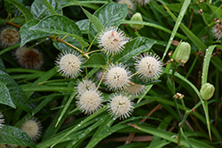 Button Bush (Cephalanthus occidentalis) at Glasshouse Nursery