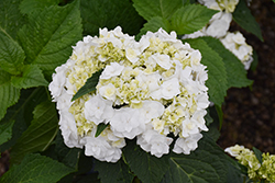 Wedding Gown Hydrangea (Hydrangea macrophylla 'Dancing Snow') at Glasshouse Nursery