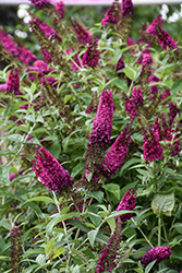 Miss Molly Butterfly Bush (Buddleia 'Miss Molly') at Glasshouse Nursery