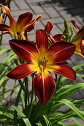 Rainbow Rhythm Ruby Spider Daylily (Hemerocallis 'Ruby Spider') at Glasshouse Nursery