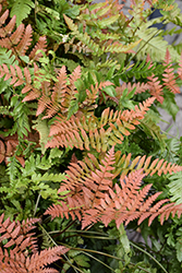 Brilliance Autumn Fern (Dryopteris erythrosora 'Brilliance') at Glasshouse Nursery