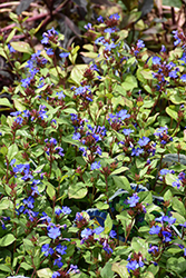 Plumbago (Ceratostigma plumbaginoides) at Glasshouse Nursery
